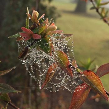 Spider Rain
