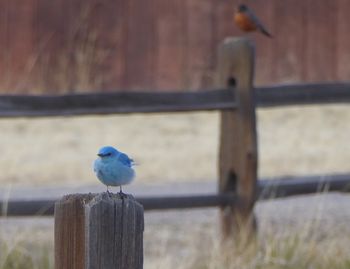 bluebird_and_robin
