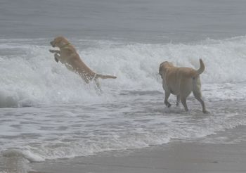 Two labs in Ocean Grove
