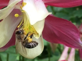 columbine_bee
