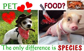 Pet vs. Pig - Food?
