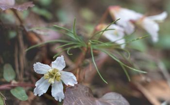 Oconee_Bells
