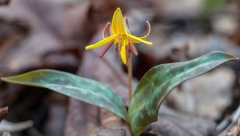 Trout_Lily_full
