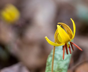 Trout_Lily

