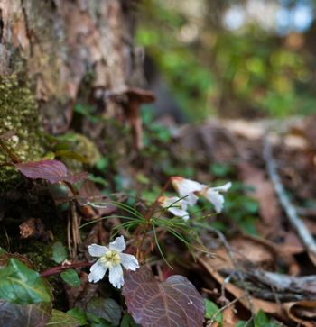 Oconee_Bells-2
