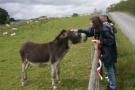 Here he is letting me stroke his lovely, soft muzzle.  I love donkeys.

