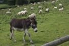 In Wales with friends Jon & Rosamund, Erika & Mike Klein. This donkey is coming to visit.
