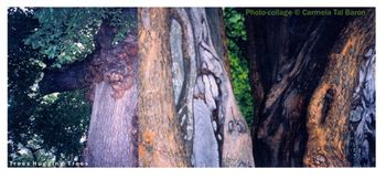 Group Hug-Some Trees Do It In The Park Photo Collage by Carmela Tal Baron 1993 PHF Upstate NY Group Show with John Bromberg Pa
