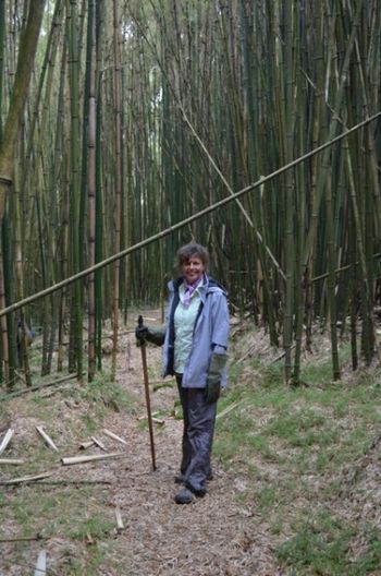 Bamboo
