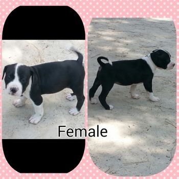 Female Pup $1250 SOLD
