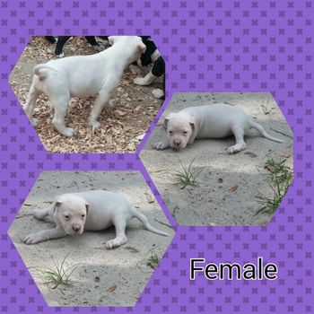 Female Pup 2 $2000 SOLD
