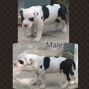Male Pup $1250 SOLD
