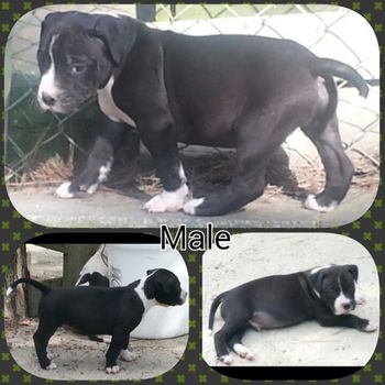 Male Pup 2 $950 SOLD
