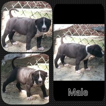 Male Pup 3 $1300 SOLD
