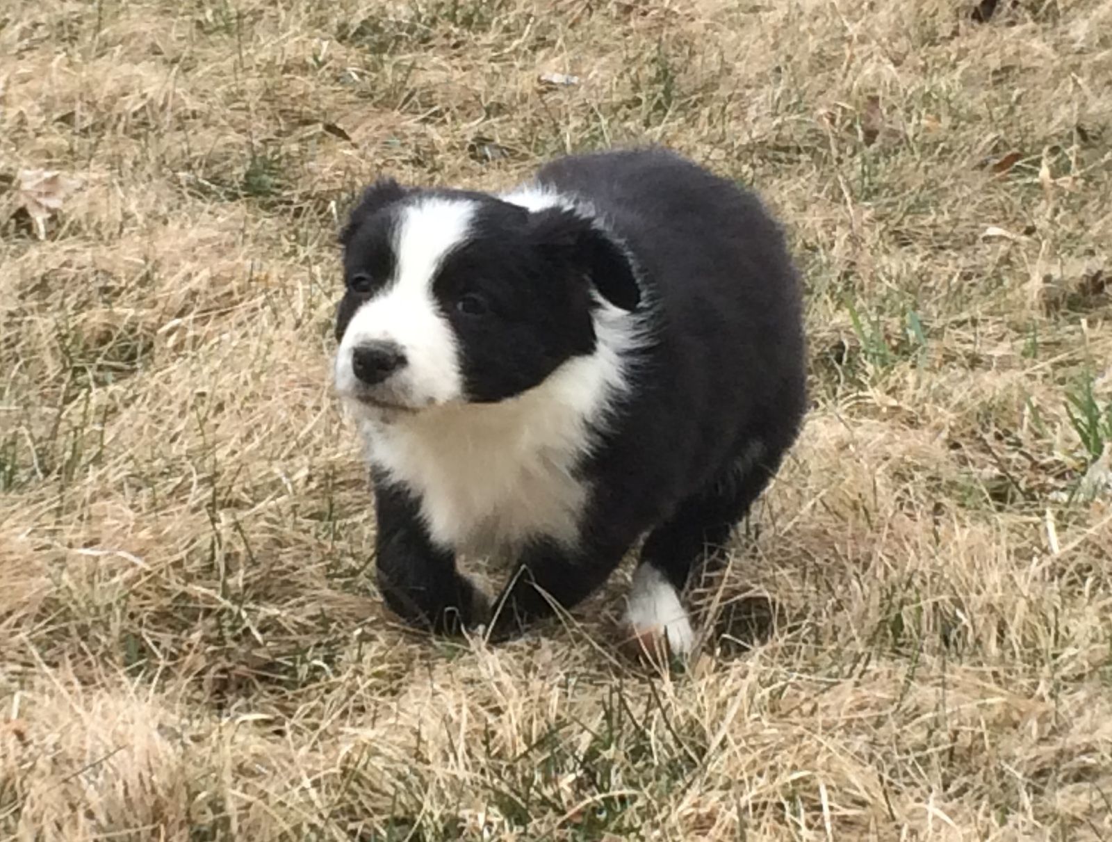 How to Train a Border Collie Puppy - Zigzag