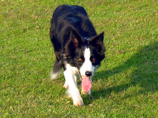 Our new BC Skye, she's piebald which is what gives her the