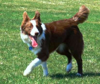 Detania best sale border collies