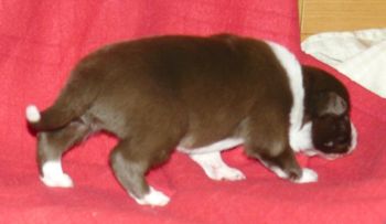 COFFEE CRISP Only 12 days old and Crispy is trying out his legs!
