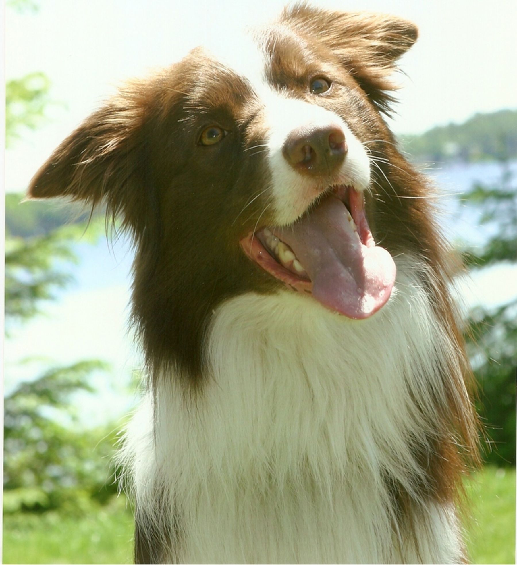 Hollowshot clearance border collies