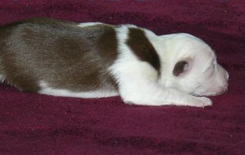 KIT KAT Red & White Left face is red, right face is white with red ear Female
