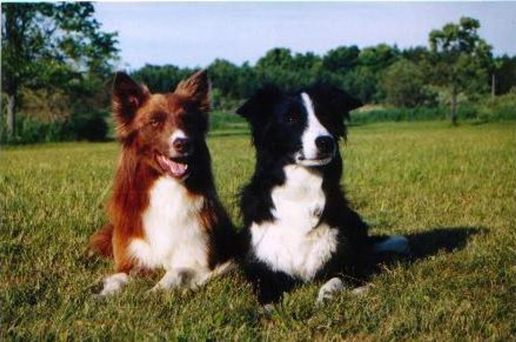 Omega mountain 2024 border collies