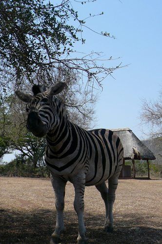 A curious zebra, Hluhluwe Game Reserve

