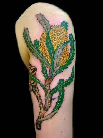 Coastal banksia (Banksia Integrifolia) tattoo. cover of Southern Cross tattoo
