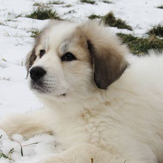 Empyre Great Pyrenees - Our Dogs