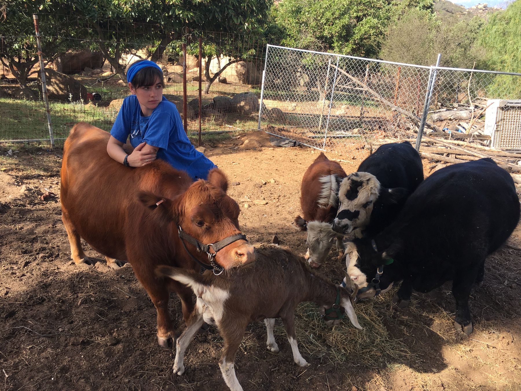 grafisch-overstroming-versterken-micro-cow-breeds-meisje-donor-suri