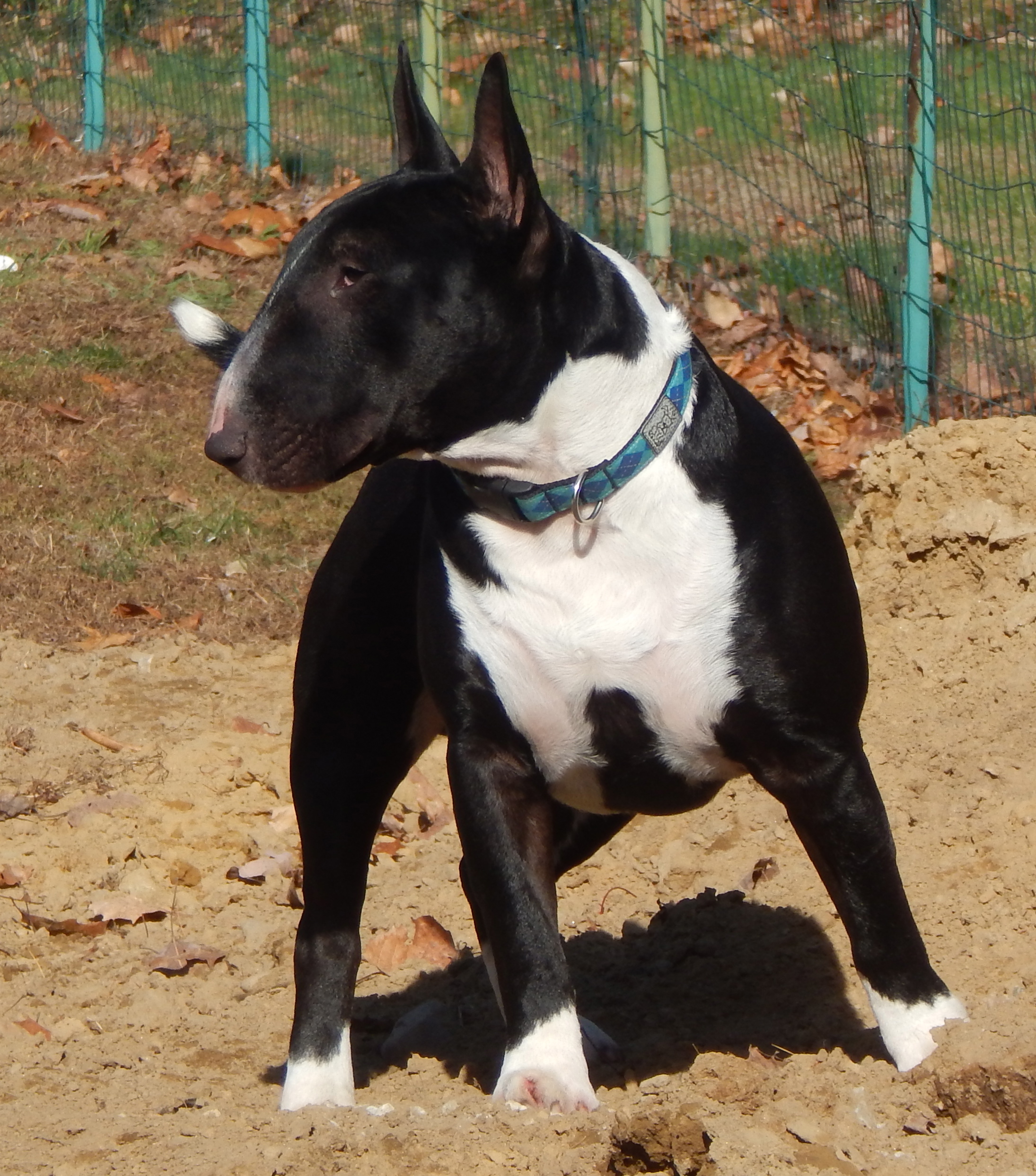 Black bull terrier for hot sale sale