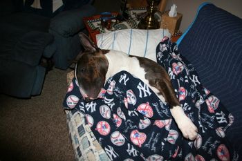 Dante snoozin with his fav NY Blanket
