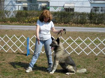 Step 4: Keeping your left foot in place, step off with your right foot and step directly in front of your dog. Repeat the word "STAY" Stand directly in front of your dog for a silent count of 5, then return to the dog's right side. If you dog gets up at any point, place them back into the sit position and try again. This takes time, so don't rush it.
