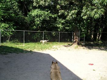 Exercise Yard is 50' x 50'...large enough to get a running start....
