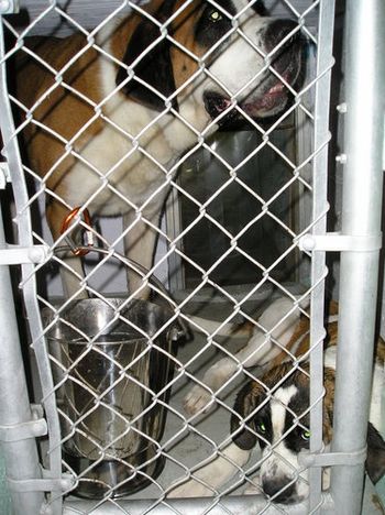 "Caffrey" and "Scout" boarded together
