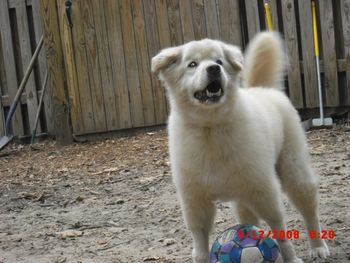 Bear, playing in the exercise yard
