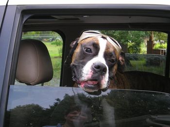 "Nigel" the handsome dog behind the goggles
