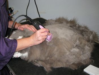 The shaving to the lion cut
