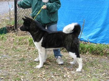 Joy at 7 months old...practicing for our first show
