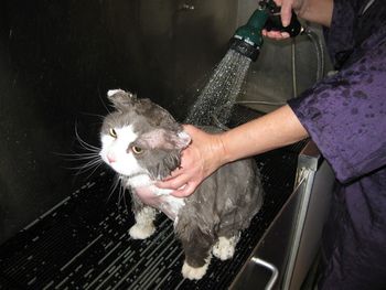 cat bath
