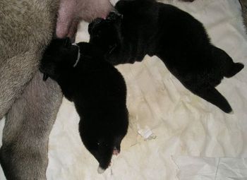 Jazz's boys...Monster and Munchkin 6 days old
