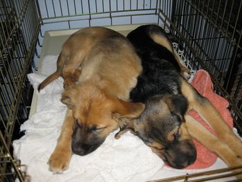 Sleeping babies
