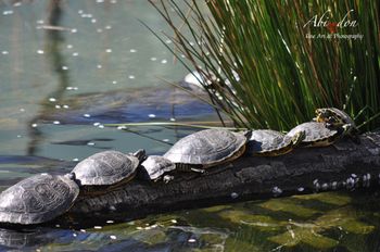 Sharing the Log
