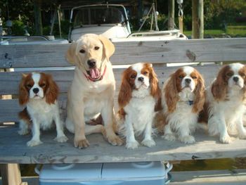 That big yellow dog is our beloved Lab, Cayenne.
