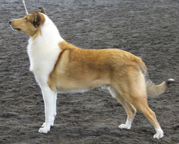 Shadow & Lassie Dogs