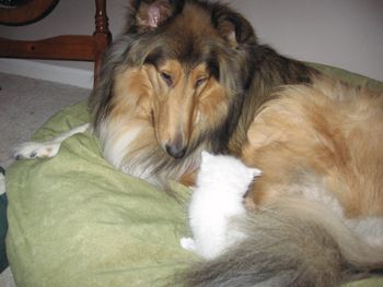 Jasper and his new kitten
