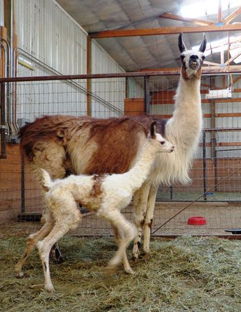 Longmire 14th cria from 21 year old Malinda
