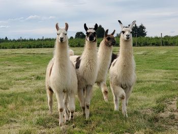 His yearling boys & friend
