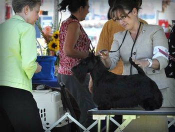 Gabby on the table awaiting examination at Great Western Terrier Assn.
