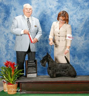 GCH. Haslemere Hollywood Star
