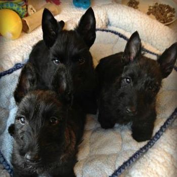 Three handsome pups - 9 weeks old

